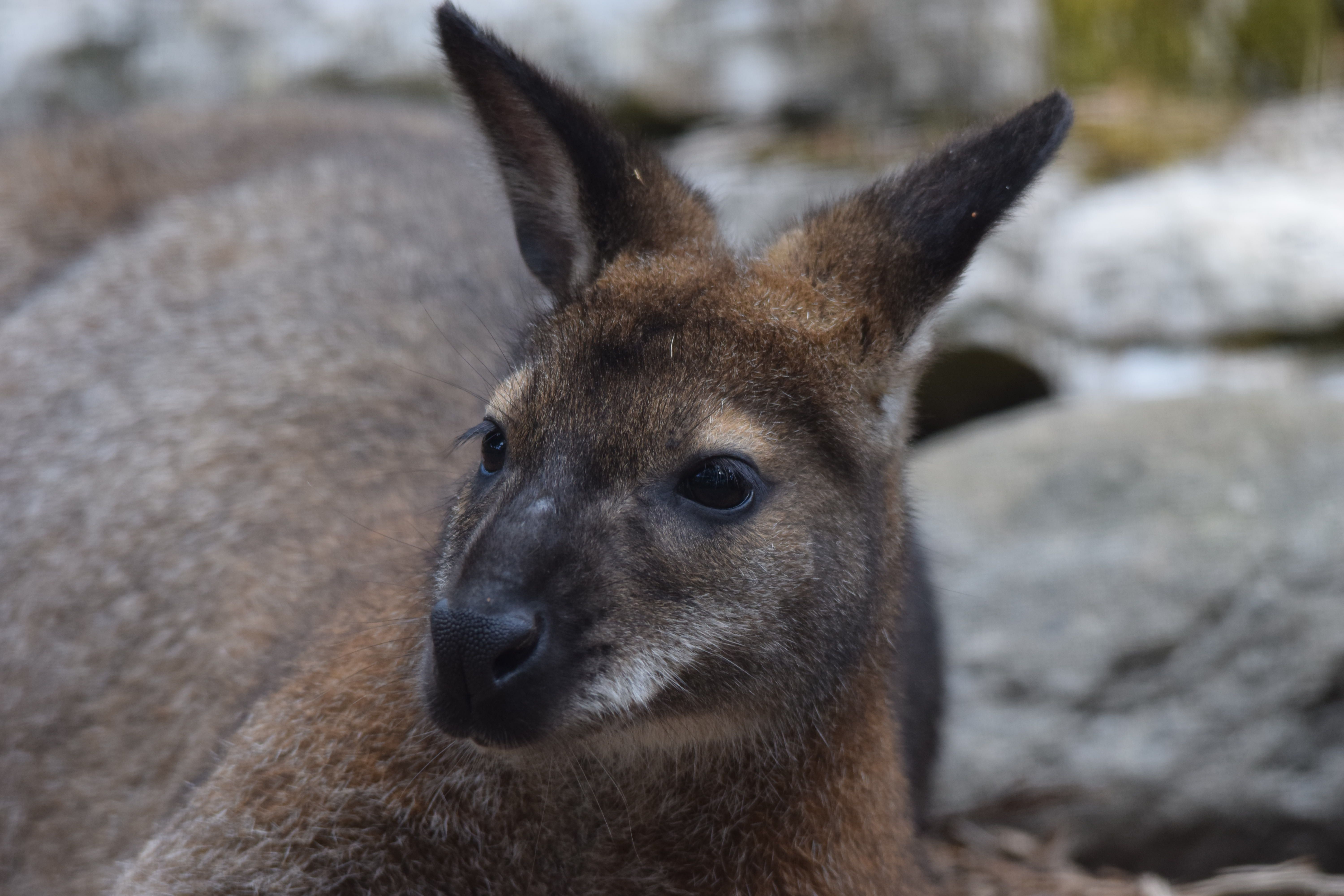 Welsh Mountain Zoo Animals